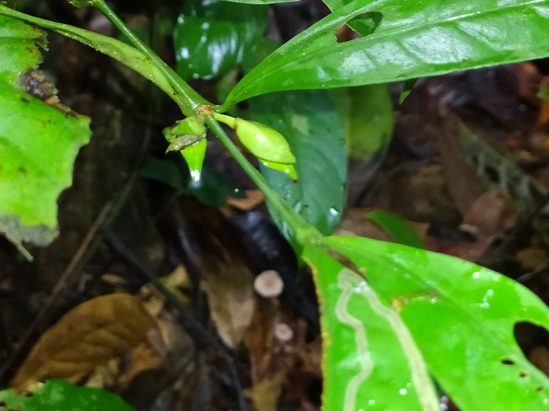 Faramea guianensis, photographed by Guillaume Delaitre