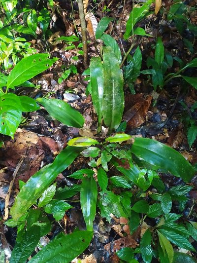 Disteganthus basilateralis, photographed by Guillaume Delaitre