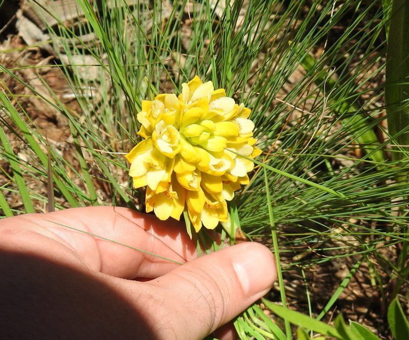 Eulophia leontoglossa, photographed by Matthew Fainman