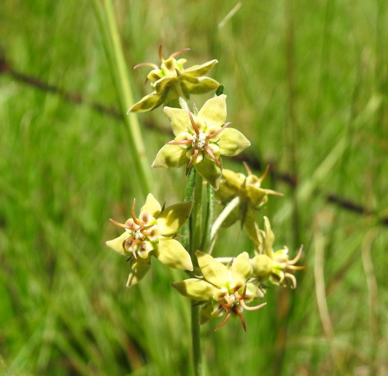 Miraglossum pulchellum, photographed by Matthew Fainman