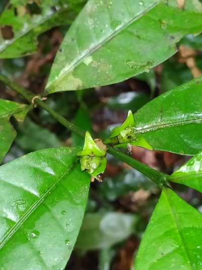 Faramea guianensis, photographed by Guillaume Delaitre