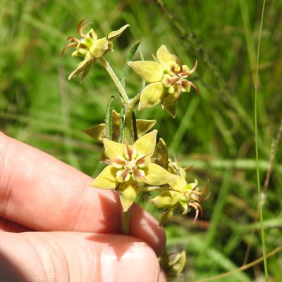 Miraglossum pulchellum, photographed by Matthew Fainman