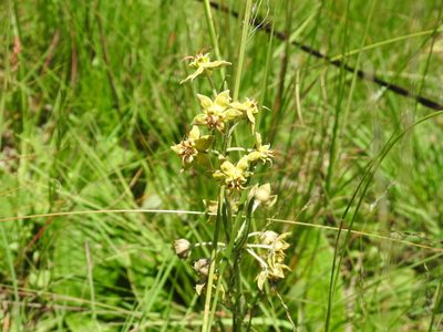 Miraglossum pulchellum, photographed by Matthew Fainman