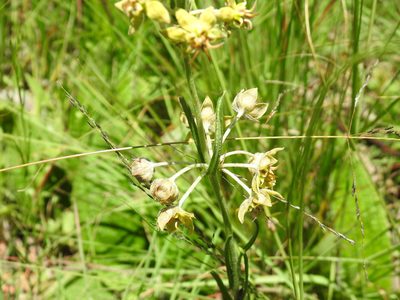 Miraglossum pulchellum, photographed by Matthew Fainman