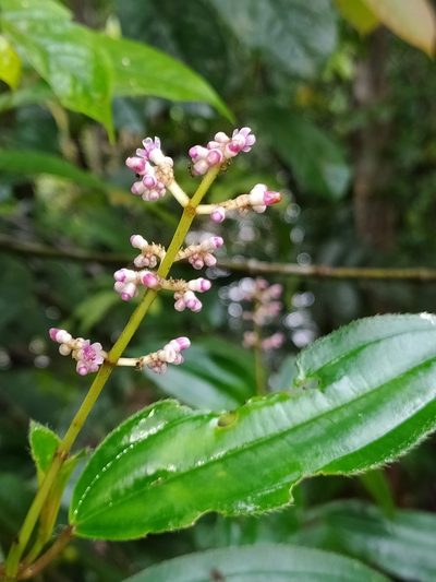 Miconia ciliata, photographed by Guillaume Delaitre