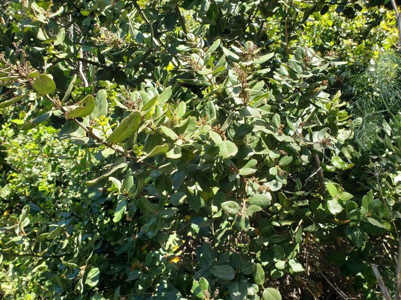 Cryptocarya alba, photographed by Cesar Ormazabal