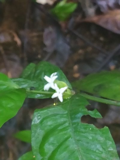 Faramea guianensis, photographed by Guillaume Delaitre