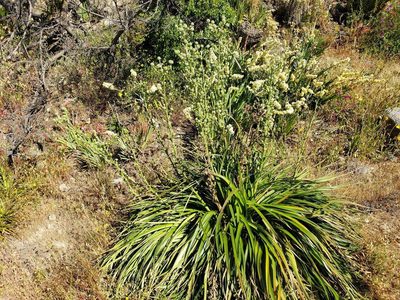 Eryngium paniculatum, photographed by Cesar Ormazabal
