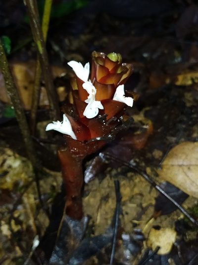 Goeppertia erecta, photographed by Guillaume Delaitre