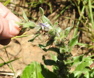 Ajuga ophrydis, photographed by Matthew Fainman