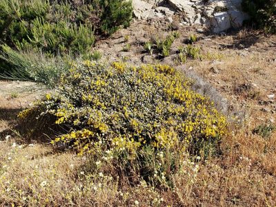 Cytisus striatus, photographed by Cesar Ormazabal