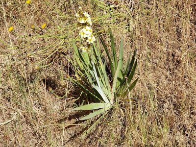 Sisyrinchium striatum, photographed by Cesar Ormazabal