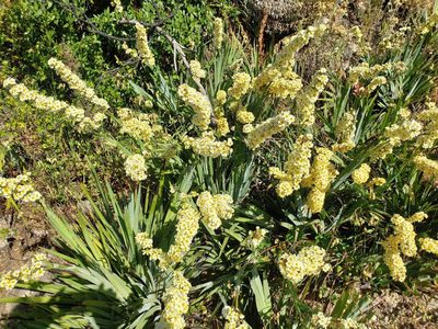 Sisyrinchium striatum, photographed by Cesar Ormazabal