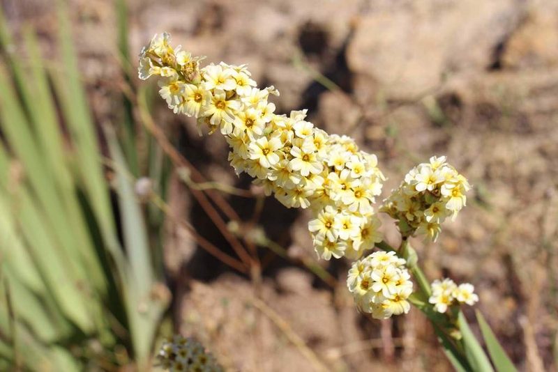 Sisyrinchium striatum, photographed by Cesar Ormazabal
