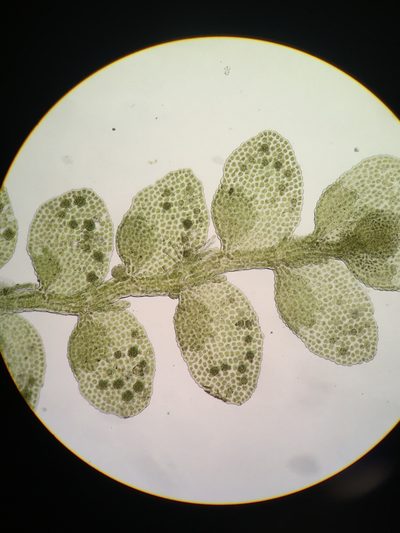 Siphonolejeunea olgae, photographed by Jessica Paull