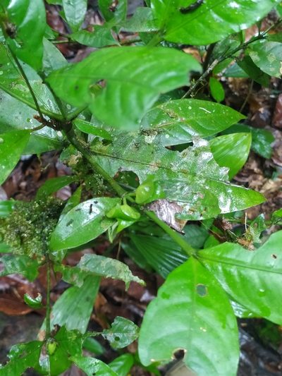 Faramea guianensis, photographed by Guillaume Delaitre