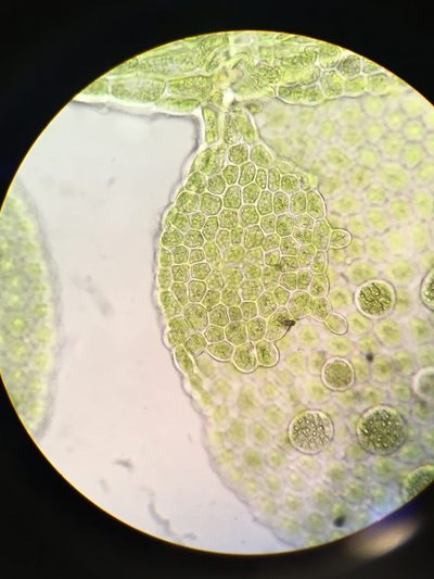 Siphonolejeunea olgae, photographed by Jessica Paull