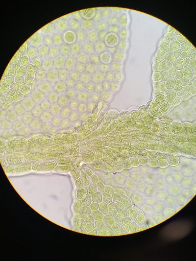 Siphonolejeunea olgae, photographed by Jessica Paull