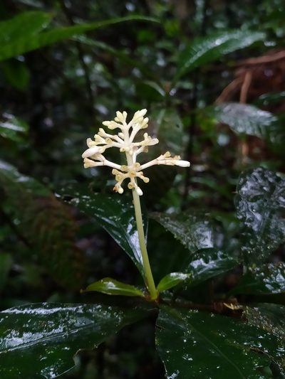 Psychotria cupularis, photographed by Guillaume Delaitre