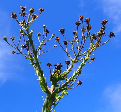 Osteospermum corymbosum, photographed by Nicola van Berkel