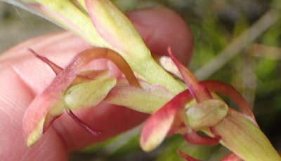 Disa reticulata, photographed by Nicola van Berkel
