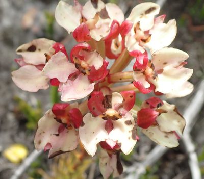 Ceratandra globosa, photographed by Nicola van Berkel