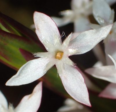 Struthiola myrsinites, photographed by Nicola van Berkel