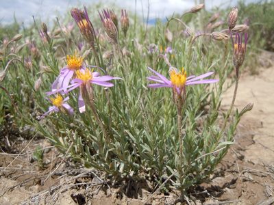Ionactis alpina, photographed by Matt Lavin