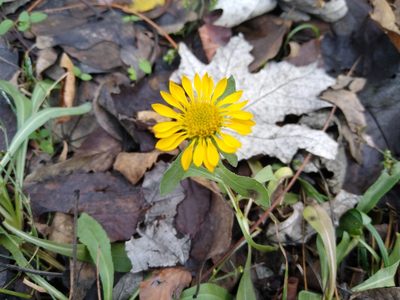 Grindelia squarrosa, photographed by Anna Petrosyan
