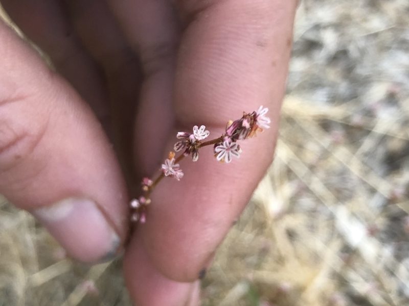 Eriogonum gracile, photographed by Lightning Star Sky / Skyler Noah Wall