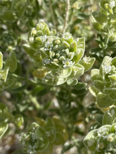 Petalonyx linearis, photographed by Daniel McNair