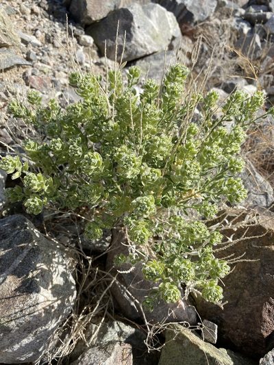 Petalonyx linearis, photographed by Daniel McNair
