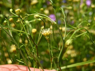 Baccharis darwinii, photographed by Guillermo Debandi