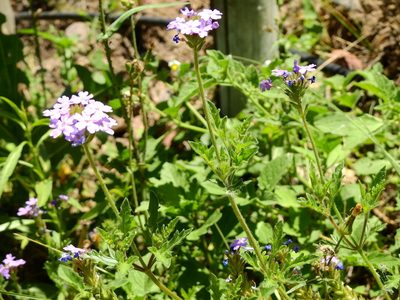 Verbena mendocina, photographed by Guillermo Debandi