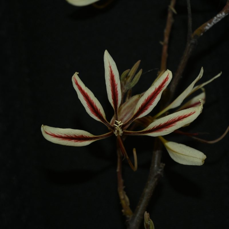 Bauhinia pringlei, photographed by Dante S. Figueroa