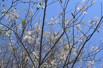 Bauhinia pringlei, photographed by Dante S. Figueroa