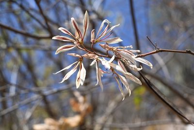 Bauhinia pringlei, photographed by Dante S. Figueroa