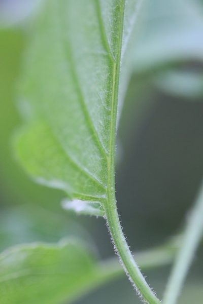 Pseudogynoxys engleri, photographed by Skjold Søndergaard