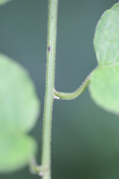 Pseudogynoxys engleri, photographed by Skjold Søndergaard