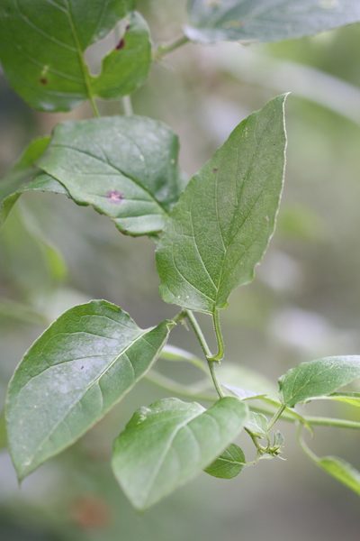 Pseudogynoxys engleri, photographed by Skjold Søndergaard