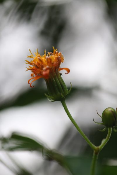 Pseudogynoxys engleri, photographed by Skjold Søndergaard