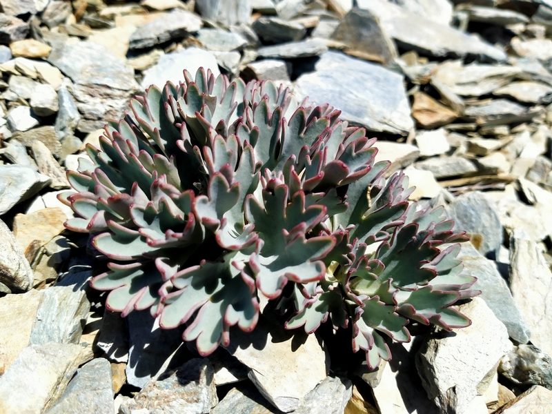 Ranunculus acraeus, photographed by John Barkla