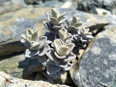 Haastia sinclairii, photographed by John Barkla
