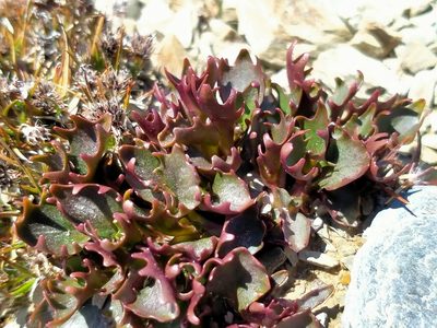 Lobelia roughii, photographed by John Barkla