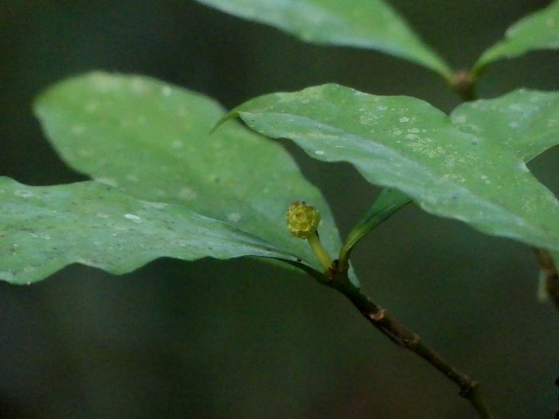 Eumachia guianensis, photographed by Guillaume Delaitre