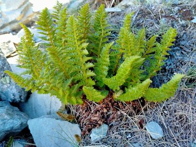 Polystichum cystostegia, photographed by John Barkla