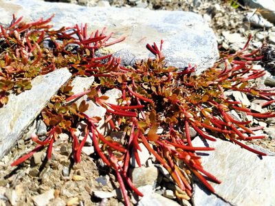 Epilobium tasmanicum, photographed by John Barkla