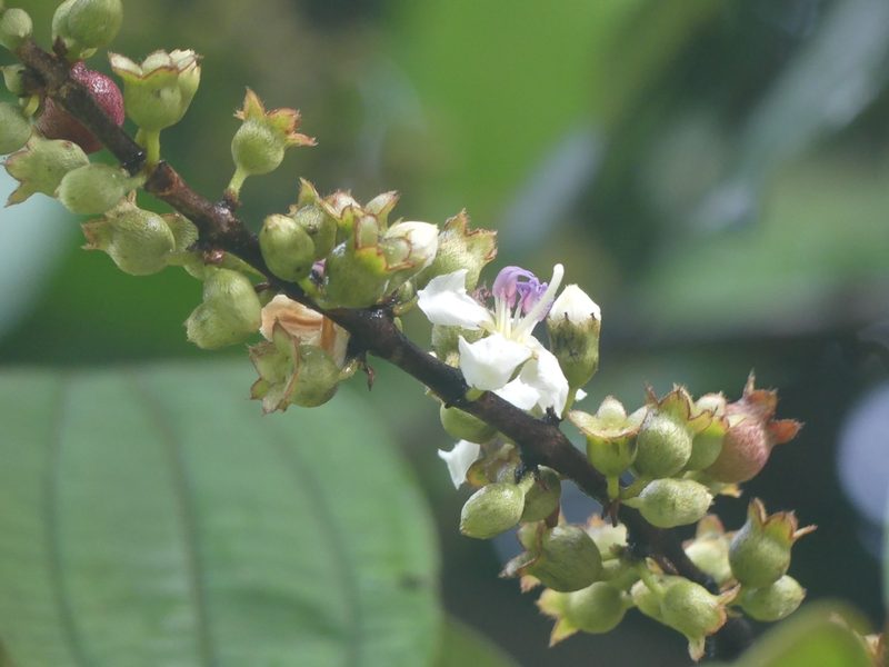 Henriettea succosa, photographed by Guillaume Delaitre