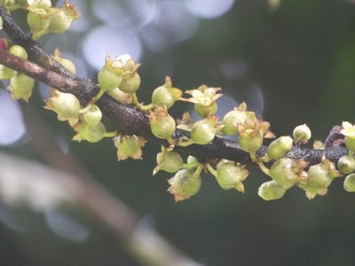 Henriettea succosa, photographed by Guillaume Delaitre