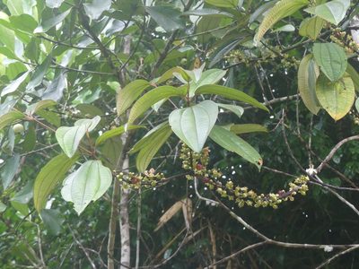 Henriettea succosa, photographed by Guillaume Delaitre